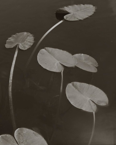 Floating Leaves, Boundary Water, MN, 1999
