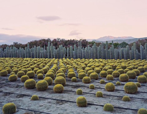 Cactus Nursery, Seley Ranch, Borrego Springs, CA