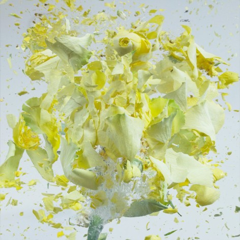 Martin Klimas, Exploding Flower (08), 2015