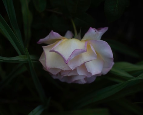 Matthew Finley, Weeping., 2023