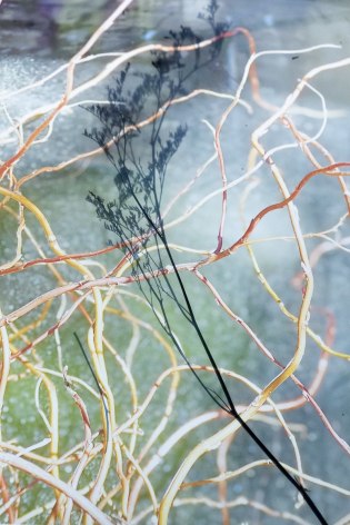 Barbara Ehlers, Branches