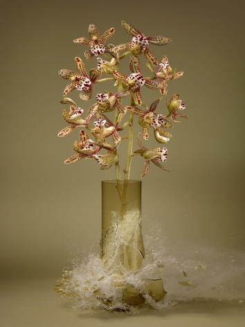Martin Klimas, Orchidaceae XI, 2019