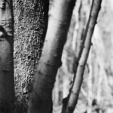 Analog v. Digital, Margaret Moulton, 2014