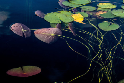 Sage Sohier, Nymphaea 10 (pink and green lily pads leaning over to the left), 2018