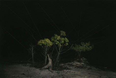 Analog v. Digital, Sharon Lee Hart - &quot;Tribe&quot;, 2017