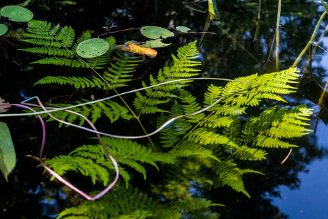 Sage Sohier, Nymphaea 2 (submerged fern), 2018