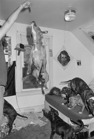 Couple playing with Pit Bulls in bedroom, Brighton, Massachusetts - 1992