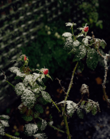 Elizabeth Clark Libert
