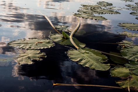 Sage Sohier, Nymphaea 4 (large serrated lily pads at sunrise), 2018