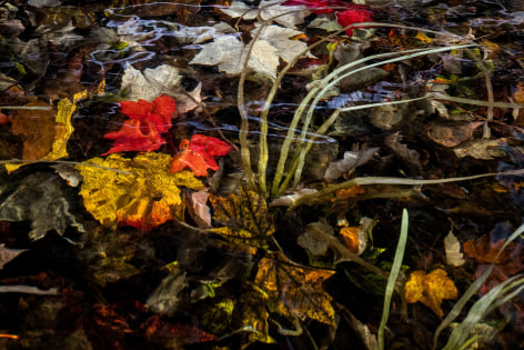 Sage Sohier, Nymphaea 1 (submerged autumn leaves near clump of pond grass), 2018