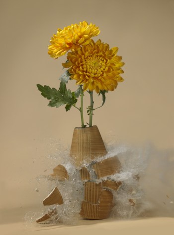 Martin Klimas, Chrysanthemum II, 2007