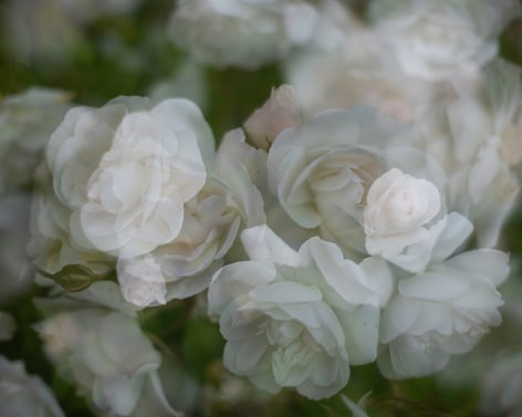 Matthew Finley, Meditation on beauty., 2023