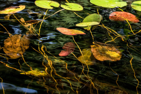 Sage Sohier, Nymphaea 12 (large orange and green lily pads moving underwater on a windy day), 2018