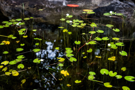 Sage Sohier, Nymphaea 15 (rock, bright spot of light, small green lily pads), 2018