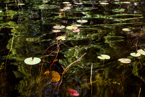 Sage Sohier, Nymphaea 18 (lily pads and reflected green of trees on shore/red and orange pad in foreground), 2018
