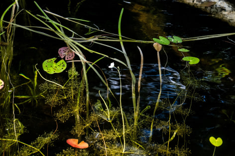 Sage Sohier, Nymphaea 11 (small white flower in center of grasses and a few lily pads/ submerged birch), 2018