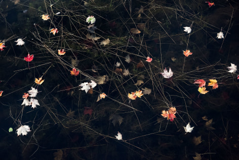 Sage Sohier, Nymphaea 17 (carpet of floating autumn leaves against black water), 2018