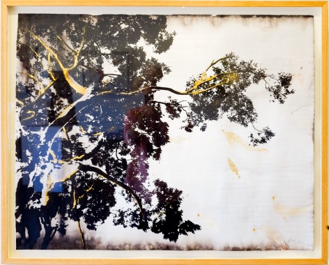 Anne Leon Its all about the light Plant-dyed paper with screen-print and gold leaf ​2016