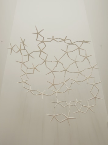 Mar&iacute;a Fernanda Cardoso, Untitled from the series, Woven Water, Submarine Landscape Oreastus Nodulosus, 1994-2015. Starfish, metal, variable dimensions