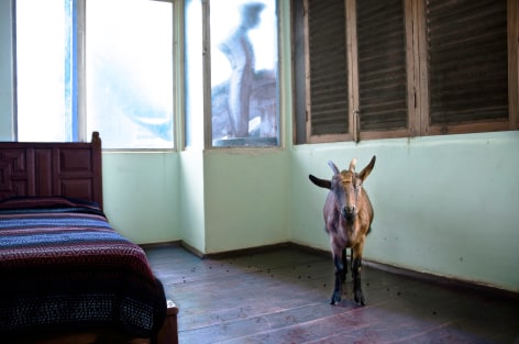 Melanie Smith, Goat, 2010. Digital impression on cotton paper, 19 x 26 in.