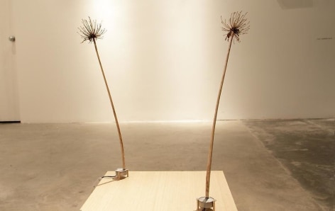 Adriana Salazar, Moving Plants No. 27, 2012, Motors and dried plants, dimensions variable