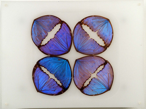 Mar&iacute;a Fernanda Cardoso, Butterfly Drawing Blue, 2003. Archival butterfly wings, acrylic, silicone &amp;amp; metal, 12 x 16 x 3 in. (30.5 x 40.6 x 7.6 cm.)