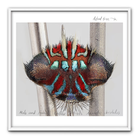 Mar&iacute;a Fernanda Cardoso, Actual Size IX, [Maratus christatus], 2021. Pigment print on premium photo paper 300 gr. mounted on Dibond,&nbsp;60 x 60 in. (152.4 x 152.4 cm.)