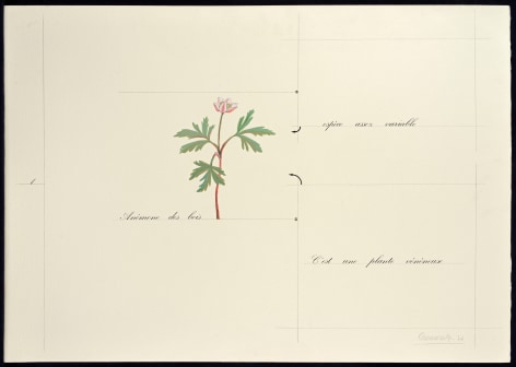 Marie Orensanz, An&eacute;mona des bois, 1976. Drawing, mixed media on paper, 19 5/8 x 27 1/2 in.