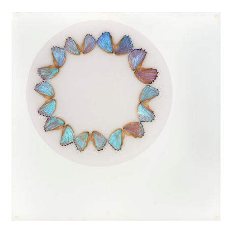 Mar&iacute;a Fernanda Cardoso, Butterfly Drawing, 2002. Butterfly wings mounted on acrylic, 7 13/16 x 7 13/16 x 5/16 in. (20 x 20 x .8 cm.)