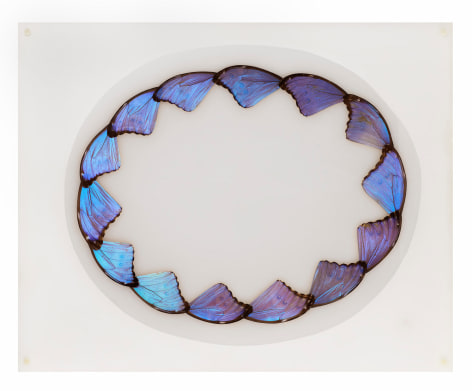 Mar&iacute;a Fernanda Cardoso, Butterfly Drawing [Morpho didius], 2003-2004. Butterfly wings mounted on acrylic, 15 3/4 x 19 11/16 x 9/16 in. (40 x 50 x 1.5 cm.)