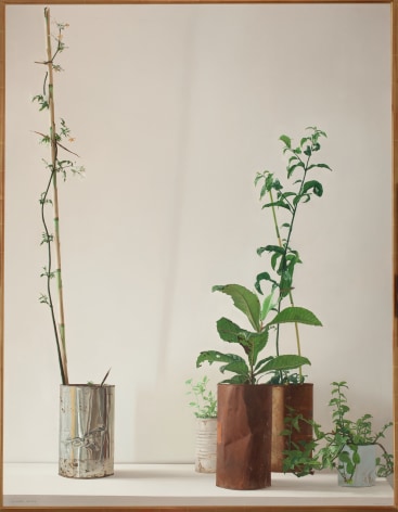 Claudio Bravo, Plants, 1972. Oil on canvas, 56 1/2 x 43 3/4 in.