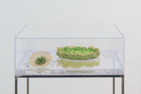 Ana Maria Tavares: Euryale Amazonica. Sicardi Gallery installation view. October 30 - December 20, 2014.