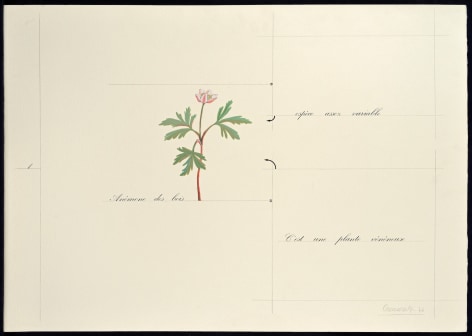 Marie Orensanz, An&eacute;mona des bois, 1976. Drawing, mixed media on paper, 19 5/8 x 27 1/2 in. (50 x 70 cm.)