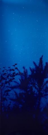 Star Field Gorse, 2003, 66 x 24 inch Unique Cibachrome