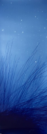Star Field Reeds, 2008, 66 x 24 inches