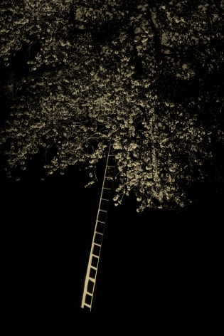 Tree Ladder, 2019&nbsp;, 15.4 x 11 inches&nbsp;