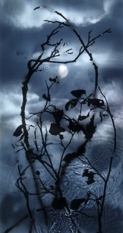 Gibbous Moon Alder, 2010&nbsp;, 24 x 13 inch digital c-print