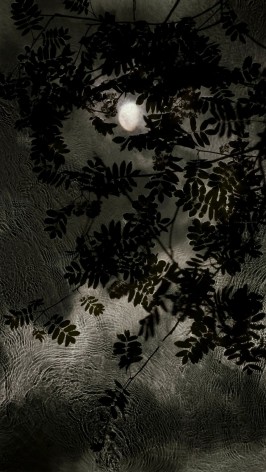 Waxing Moon Rowan, 2013, 30 x 17 inch digital c-print