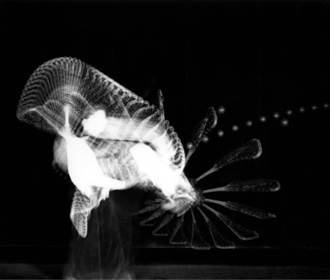 Harold Edgerton, Lacrosse Multiflash, 1939&nbsp;
