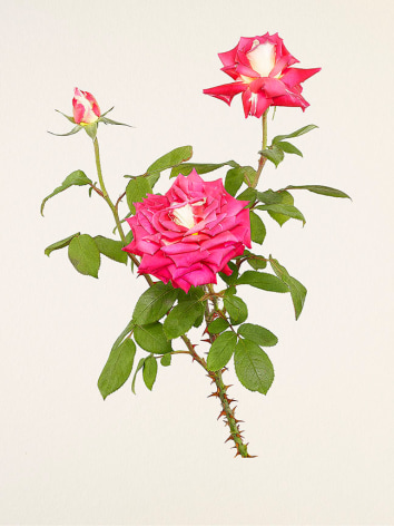 Kenji Toma, Rose (Cherry Parfait), 2018