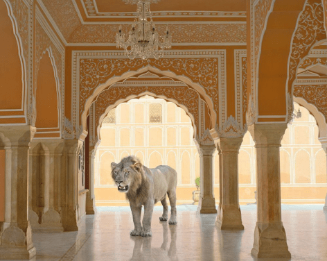 The Last Lion, Jaipur Palace, Jaipur City, 2013, Archival pigment print