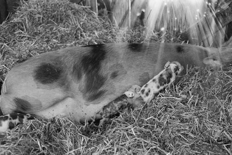 Olivia Bee, Pigs (Morning), 2021