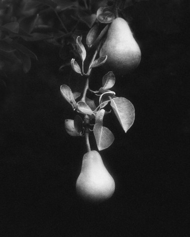 Olivia Bee&nbsp;, Pears (Summer), 2018&nbsp;
