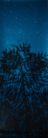Star Field Cypress, 2003, 66 x 24 inches