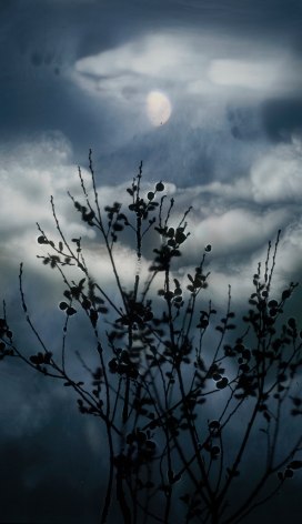 Susan Derges, Gibbous Moon Willow. 2012
