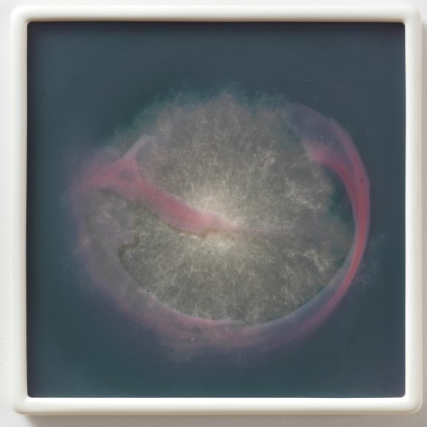 Arthrinium sacchari R32 MA #9, 2016
