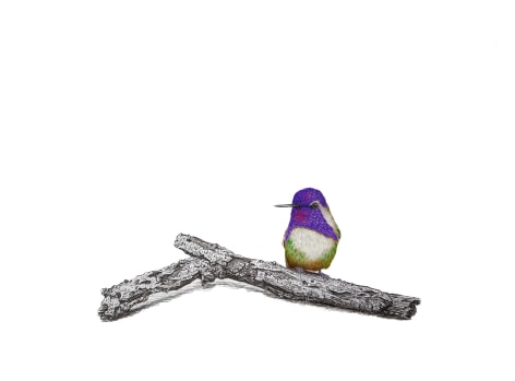 Isabelle du Toit, Costa Hummingbird, 2025