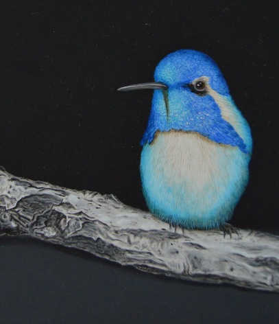 Isabelle du Toit, Blue Costa&#039;s Hummingbird (detail), 2020