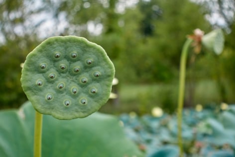 Alan Govenar, Lotus pond, Ferris, August 5, 2020, 2024