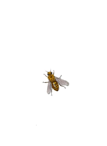Isabelle du Toit, Bee, 2025